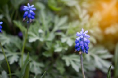 Çayırdaki güzel bahar çiçekleri