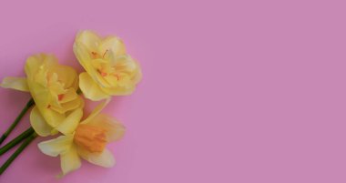 Renkli arkaplanda Narcissus çiçeği