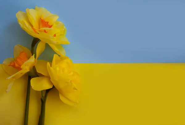 Narcissus Flower Yellow Blue Background — Stok Foto
