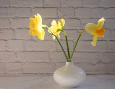 Narcissus flower in vase on old background