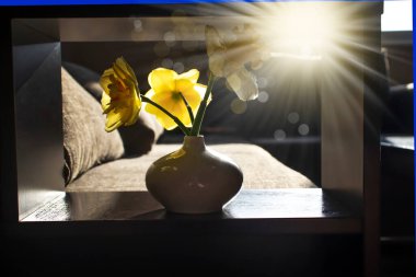 Evdeki vazoda narsislik çiçeği