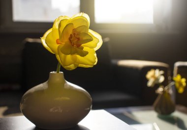 Evdeki vazoda narsislik çiçeği