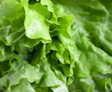 Taze yeşil marul. Yakın plan.