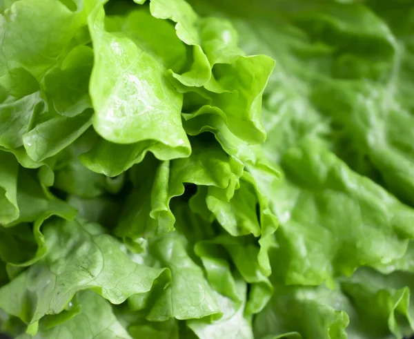 Fresh Green Leaf Lettuce Closeup — Fotografia de Stock