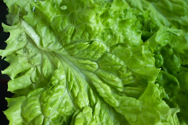 Fresh Green Leaf Lettuce Closeup — стоковое фото