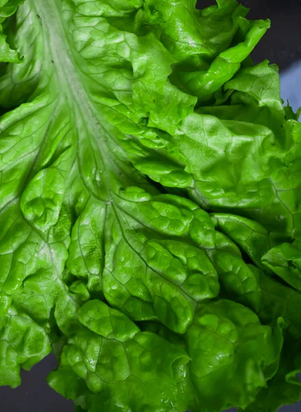 Fresh Green Leaf Lettuce Closeup — Fotografia de Stock