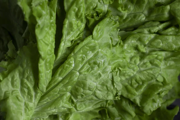 Fresh Green Leaf Lettuce Closeup — стоковое фото