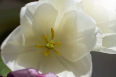 Güzel laleler, arka planı kapatın.