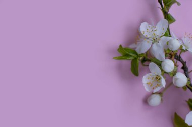 Renkli arkaplan çerçevesinde kiraz çiçeği dalı