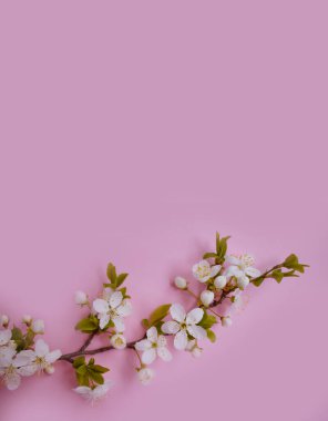 Renkli arkaplan çerçevesinde kiraz çiçeği dalı