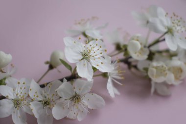 Renkli arkaplan çerçevesinde kiraz çiçeği dalı