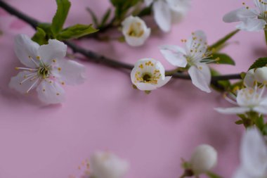 Renkli arkaplan çerçevesinde kiraz çiçeği dalı