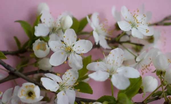 Kirschblütenzweig Auf Farbigem Hintergrund — Stockfoto