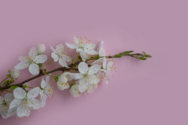 Renkli arkaplan çerçevesinde kiraz çiçeği dalı