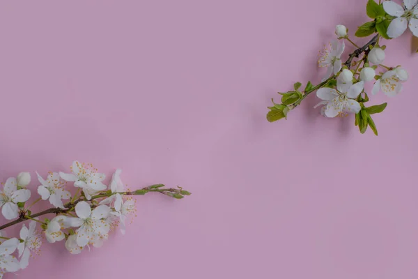 Cherry Blossom Branch Colored Background Frame — Stock Fotó