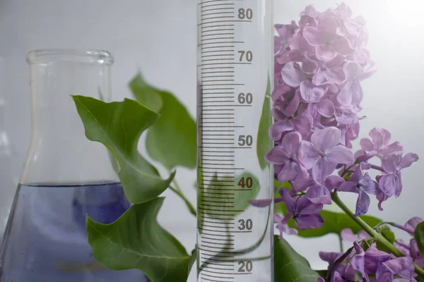 Laboratory Flask Flower Lilac Light Background — 스톡 사진