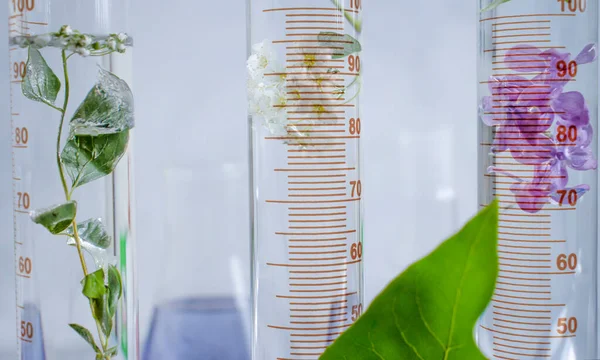 Laboratuvar matarası, açık arkaplan çiçekli leylak.