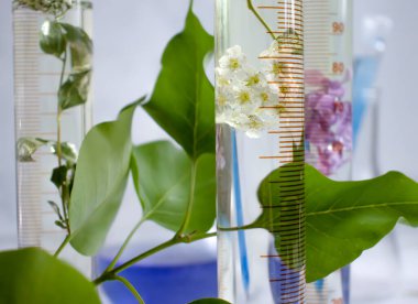 Laboratuvar matarası, açık arkaplan çiçekli leylak.