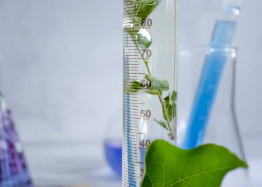 Laboratuvar matarası, açık arkaplan çiçekli leylak.