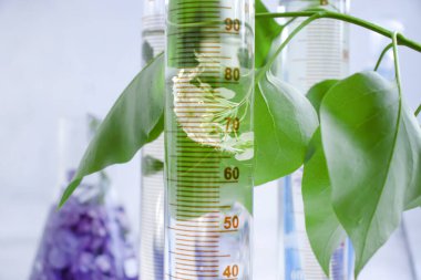 Laboratuvar matarası, açık arkaplan çiçekli leylak.