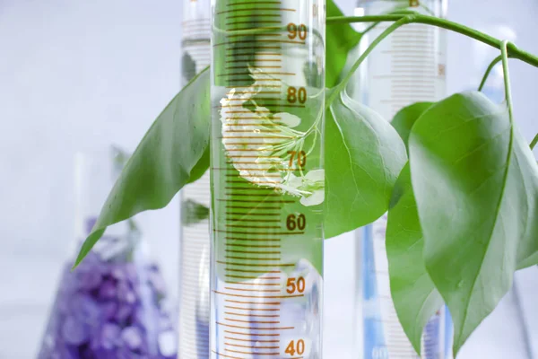 Laboratuvar matarası, açık arkaplan çiçekli leylak.