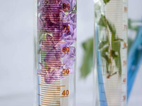 Laboratory Flask Flower Lilac Light Background — 스톡 사진