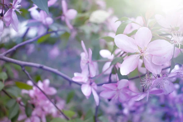 Branch Beautiful Spring Pink Flowers — Foto de Stock