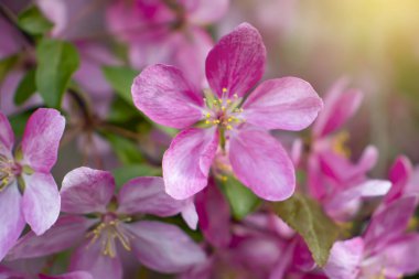 Güzel bahar pembe çiçekleri dalları