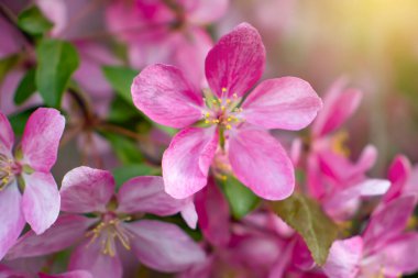 Güzel bahar pembe çiçekleri dalları