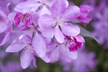 Güzel bahar pembe çiçekleri dalları