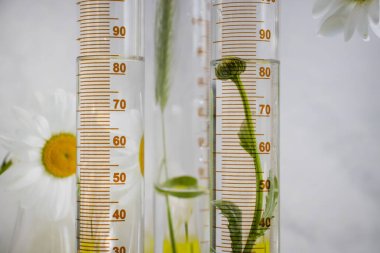 Laboratuvar matarası, arka planda papatya çiçeği.