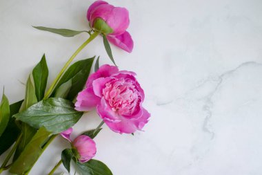 Mermer arka planda şakayık çiçeği