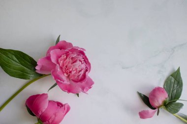 Mermer arka planda şakayık çiçeği