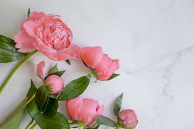 Mermer arka planda şakayık çiçeği