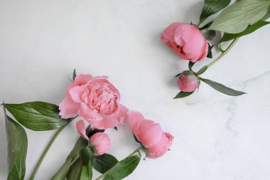 Mermer arka planda şakayık çiçeği