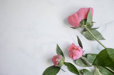 Mermer arka planda şakayık çiçeği