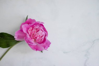 Mermer arka planda şakayık çiçeği