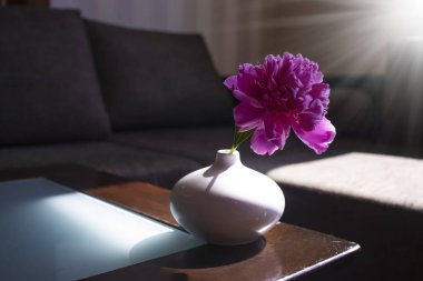 Odanın içindeki vazoda şakayık çiçeği iç hayat tarzında