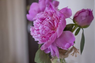 Odadaki vazoda şakayık çiçeği