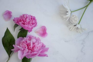 Şakayık çiçeği ve papatya çayı mermer arka planda