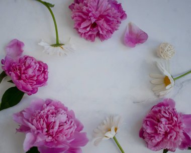 Şakayık çiçeği ve papatya çayı mermer arka planda