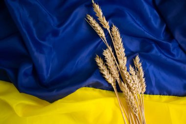 Ukrayna bayrağının arka planında ekmek kulağı