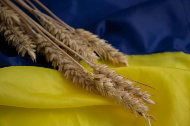 Ukrayna bayrağının arka planında ekmek kulağı