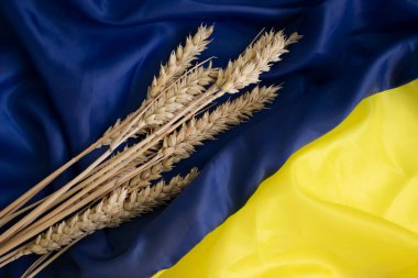 Ukrayna bayrağının arka planında ekmek kulağı