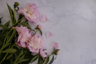 Açık arkaplanda güzel bir şakayık çiçeği