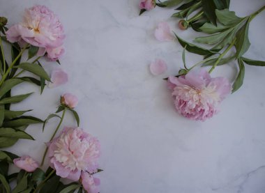 Açık arkaplanda güzel bir şakayık çiçeği