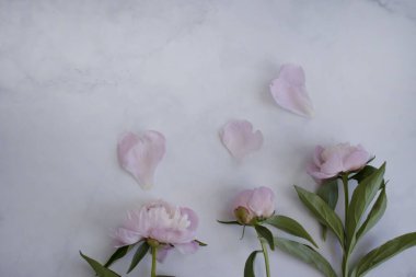 Açık arkaplanda güzel bir şakayık çiçeği