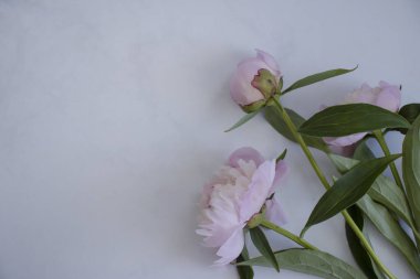 Açık arkaplanda güzel bir şakayık çiçeği