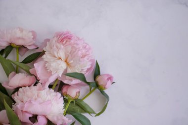 Açık arkaplanda güzel bir şakayık çiçeği