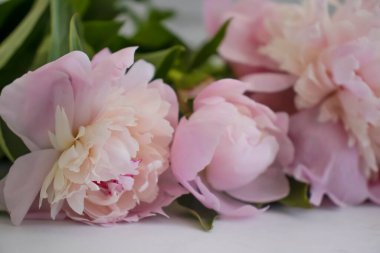 Açık arkaplanda güzel bir şakayık çiçeği